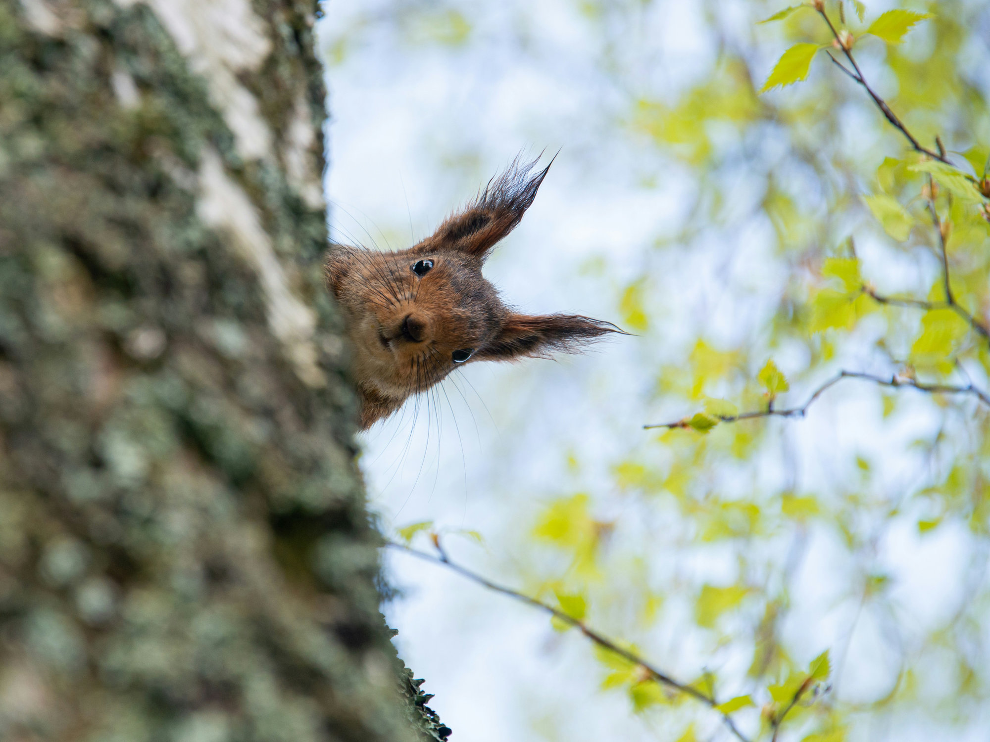 Att välja nyfikenhet Att välja nyfikenhet